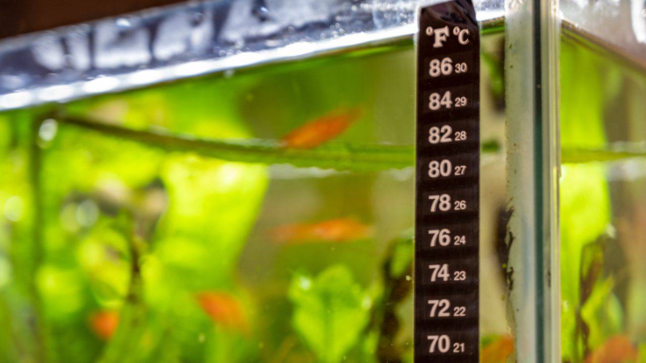 Come raffreddare l'acqua nell'acquario suggerimenti utilissimi