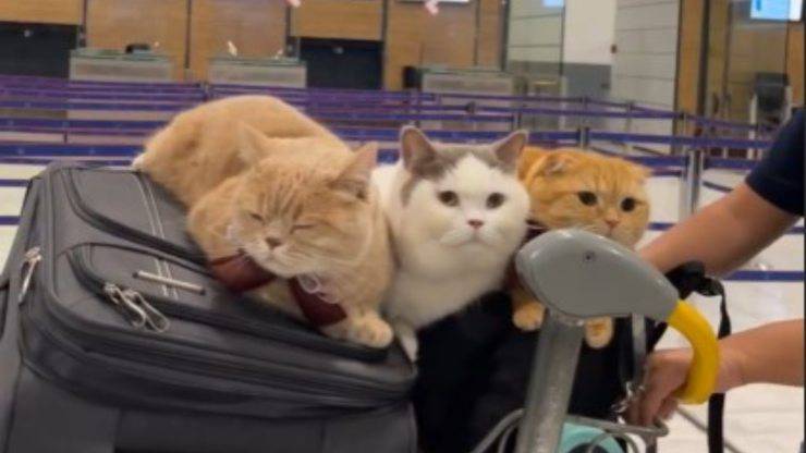 gatti in aereo