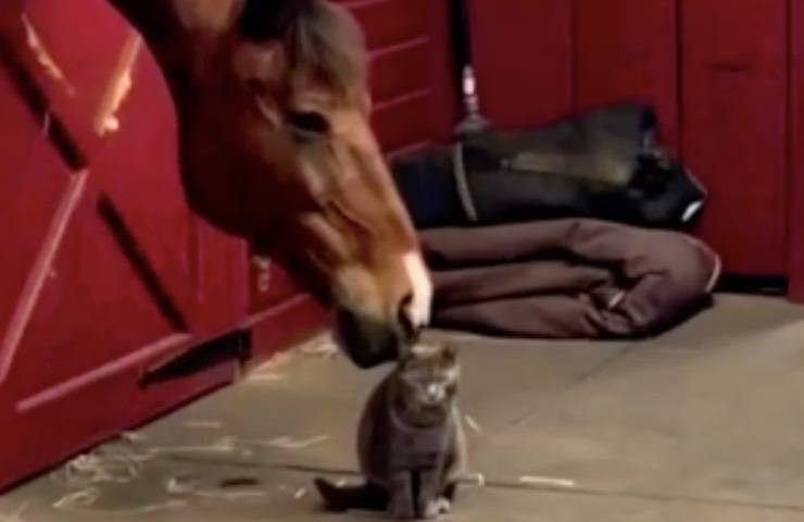 cavallo morde testa gatto