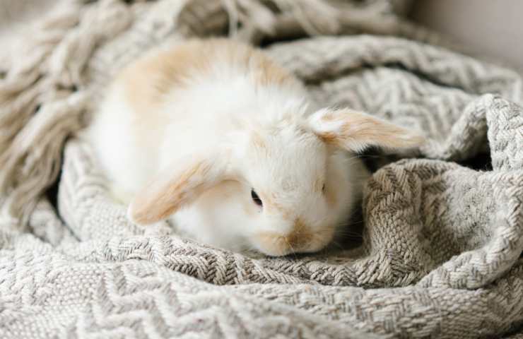Coniglio sul letto