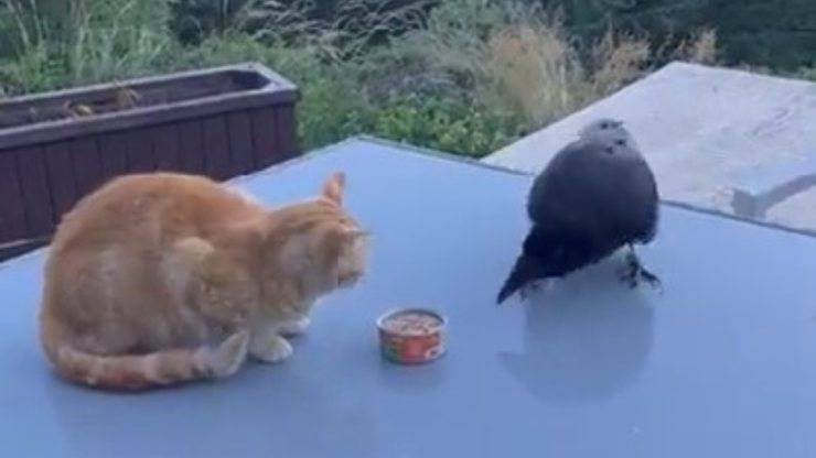 Corvo ruba cibo al gatto video