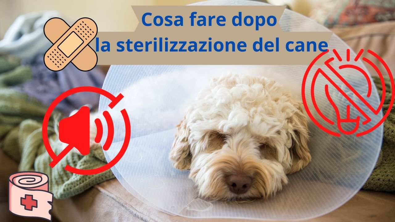 Sterilizzare il cane le tre cose fondamentali da fare dopo l'intervento