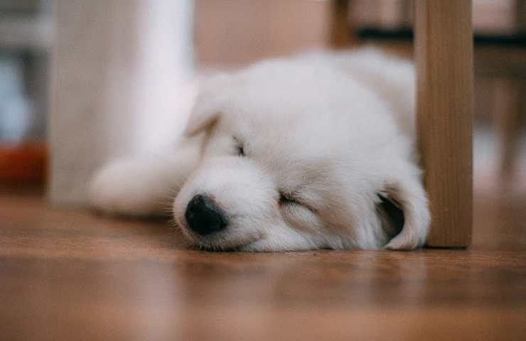 Cucciolo di cane dorme