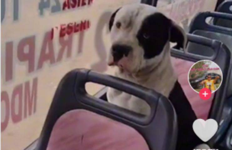 Cucciolo randagio autobus biglietto
