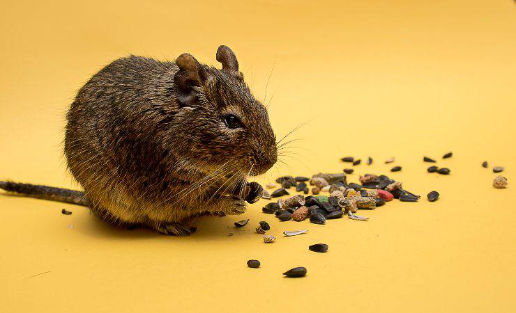 Degu mangia semi