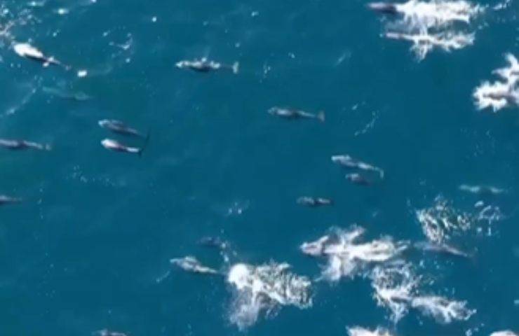 Delfini nuotano simbolo libertà
