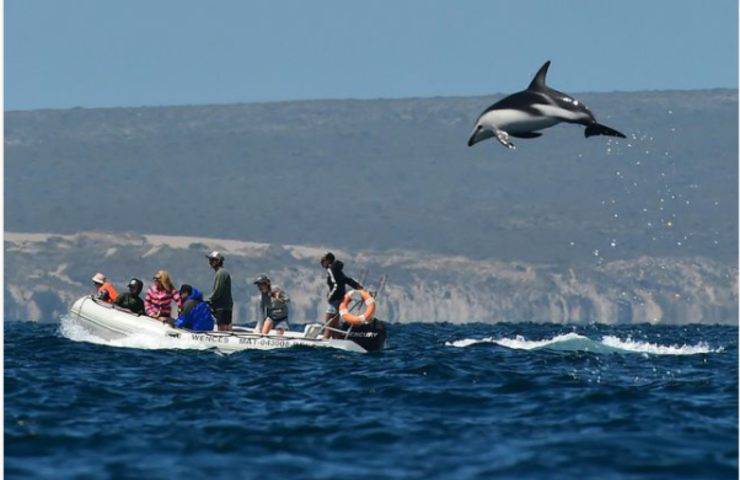 Delfino foto Patagonia libertà