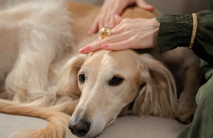 Donna accarezza cane