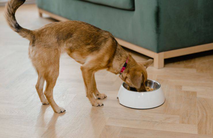 Cane mangia dalla ciotola