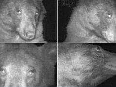 foto orso telecamera virali