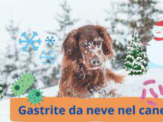 Gastrite da neve nel cane