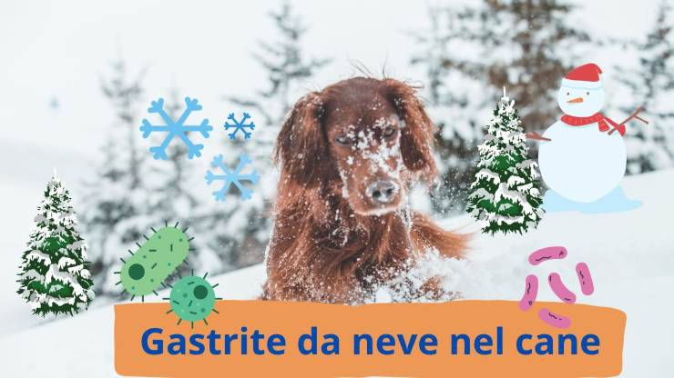 Cane mangia la neve