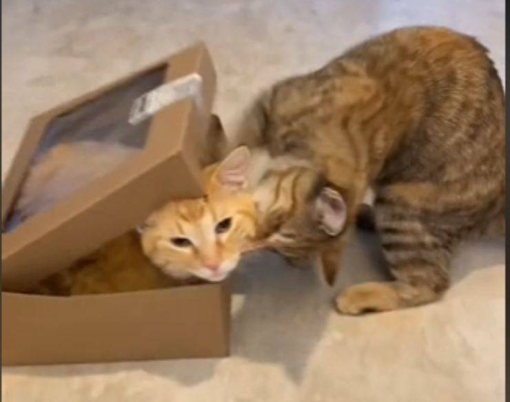 vendicarsi gattina scatolone amico