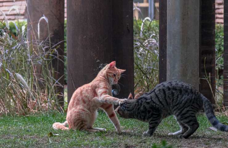 Gatti in strada 