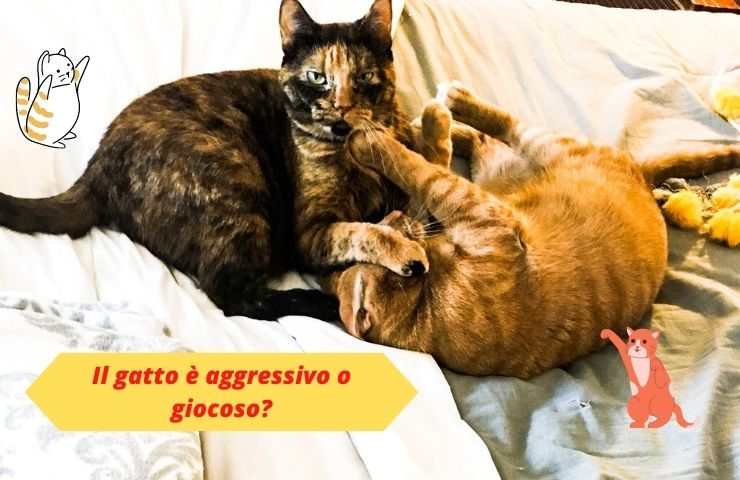 Gatti sul letto