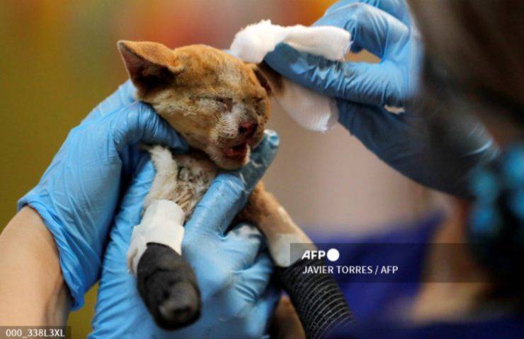 Una gatita rescatada de un incendio en Chile