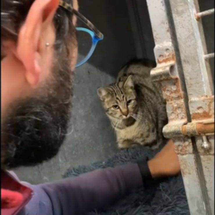 Gatito rescatado de nevera abandonada
