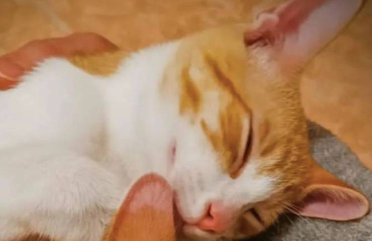 gatti shon josh inseparabili