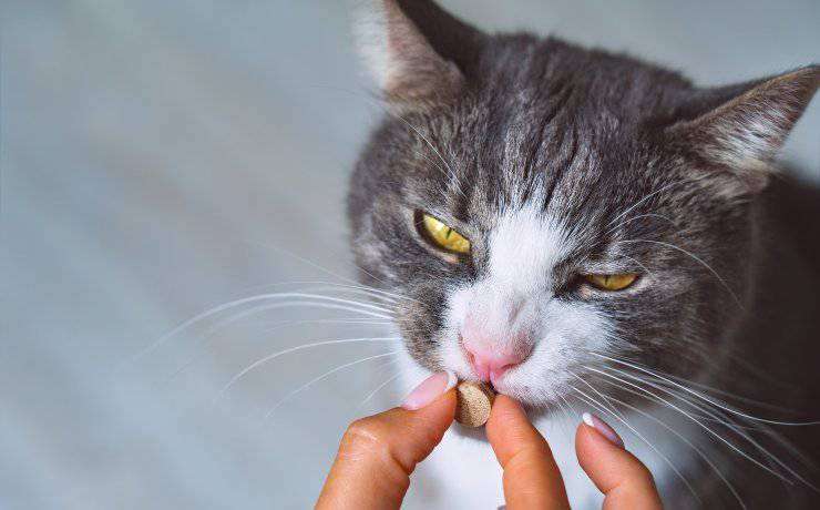 gato y pastillas