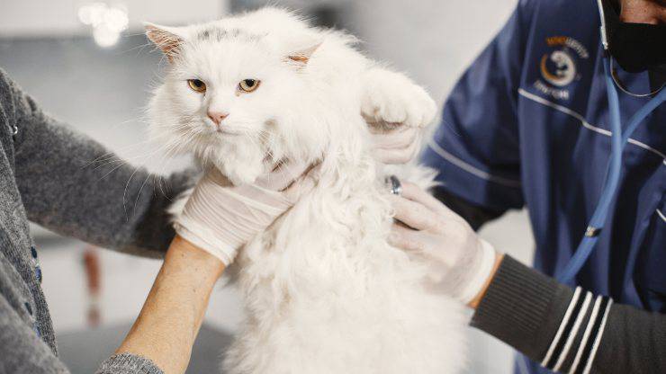 gatto sparisce dal veterinario