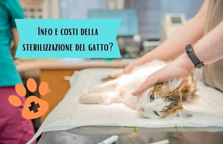 Gatto dal veterinario 