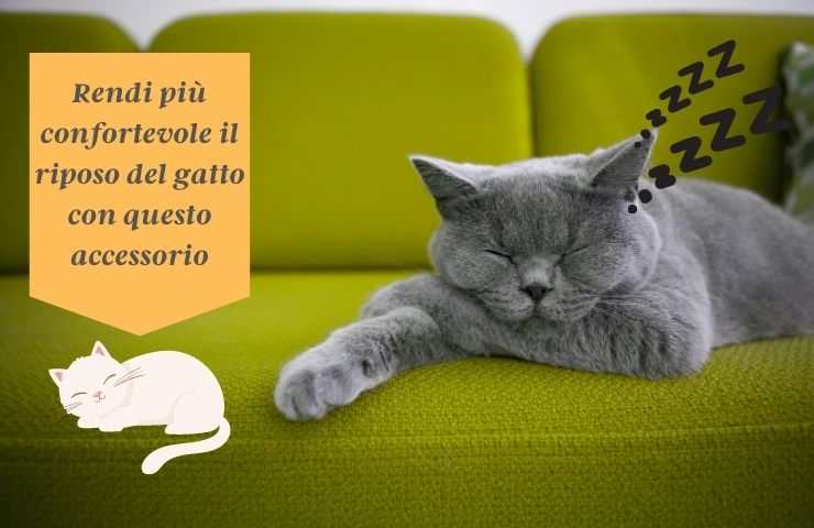 Gatto dorme sul divano