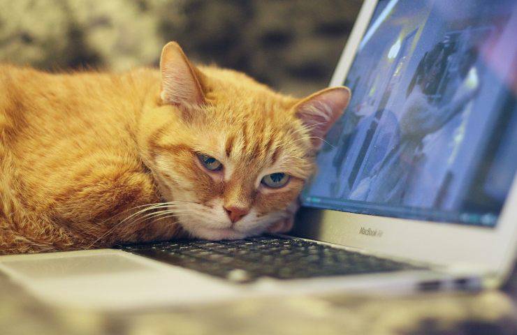 Teclado de computadora gato Romero