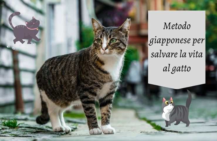 Gatto in strada 