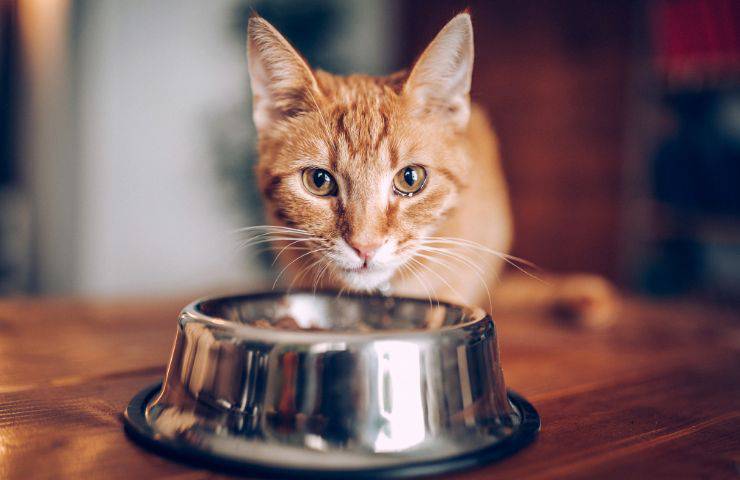 Alimentazione del gatto