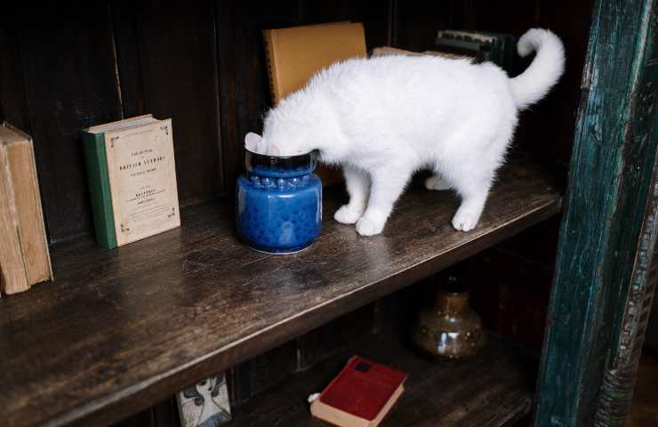 Gatto con la testa nel vaso