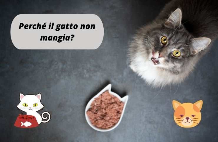 Gatto non mangia