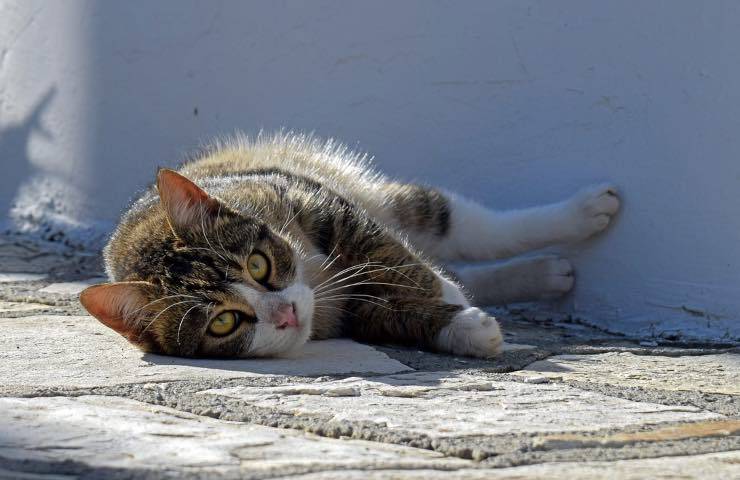 gato callejero envenenado