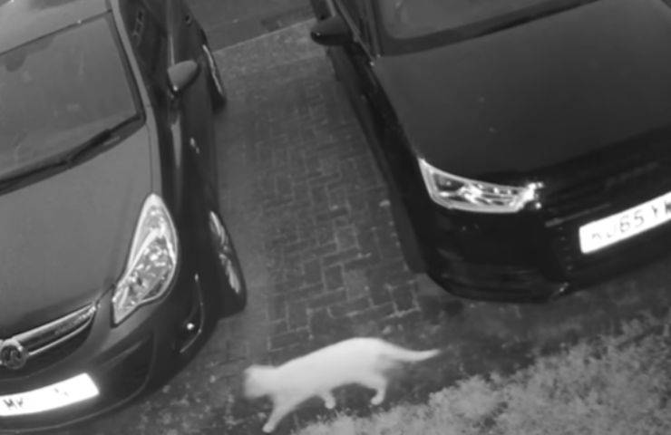 gatto telecamere sicurezza fantasma