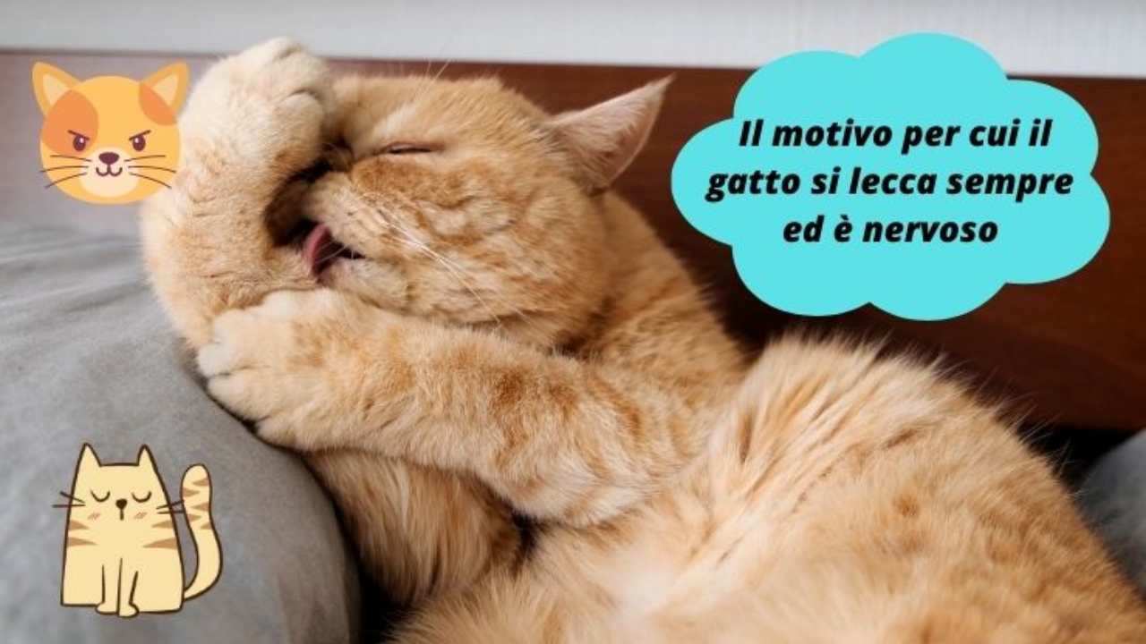la soluzione è sempre un gatto