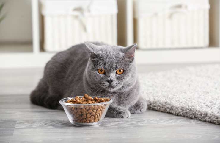 Gatto si rifiuta di mangiare