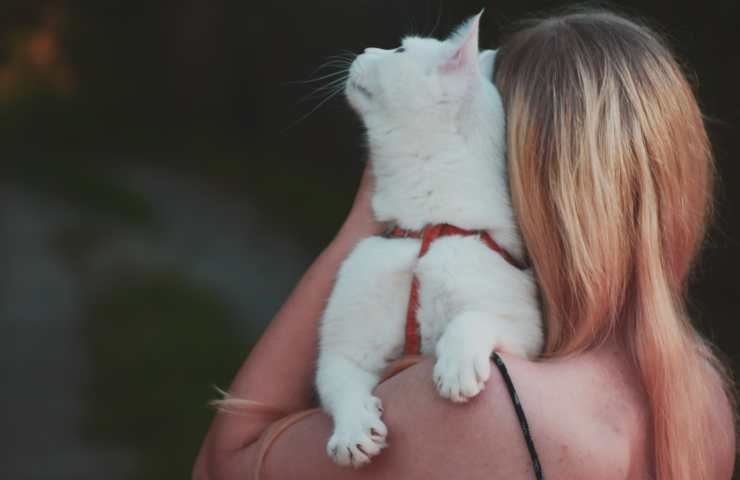 Gatto si strofina sui capelli