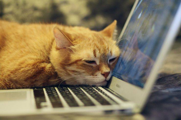 acquisti online gatto computer