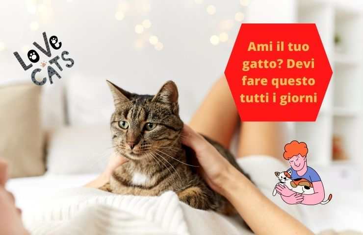 Gatto amato 