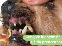 Gengive bianche nel cane