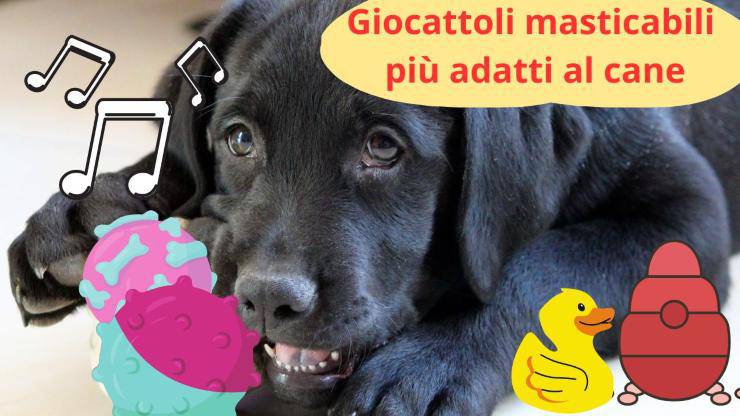 Giochi per cani