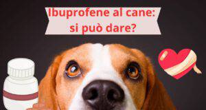 Ibuprofene al cane