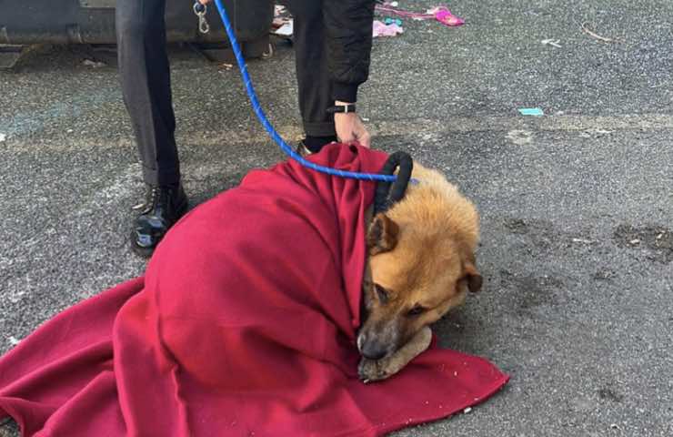 abbandonato fuori supermercato cane