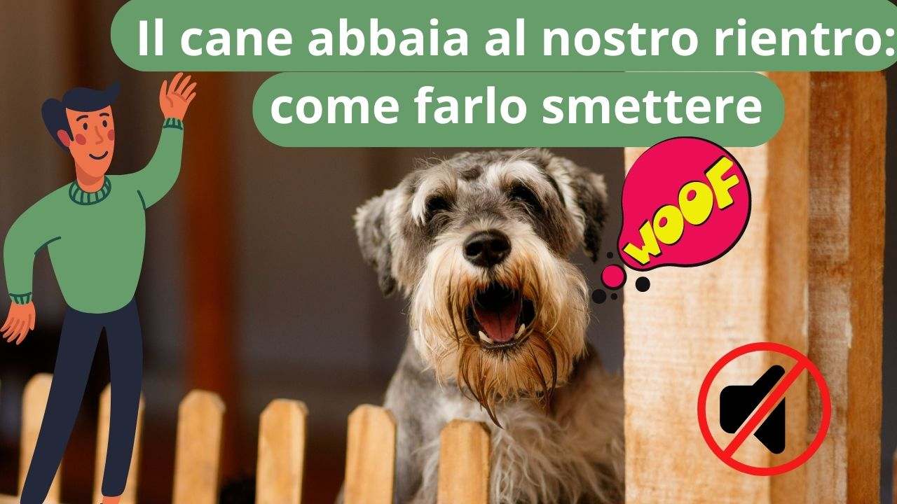 Il cane abbaia quando rientri a casa come farlo smettere