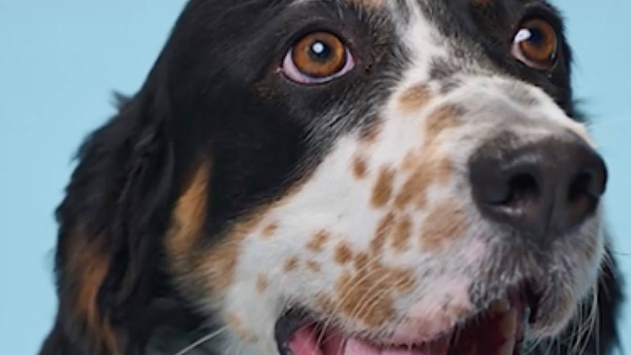 E' un vero record la lingua più lunga del mondo appartiene a lui FOTO