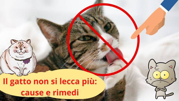 Gatto non si pulisce più