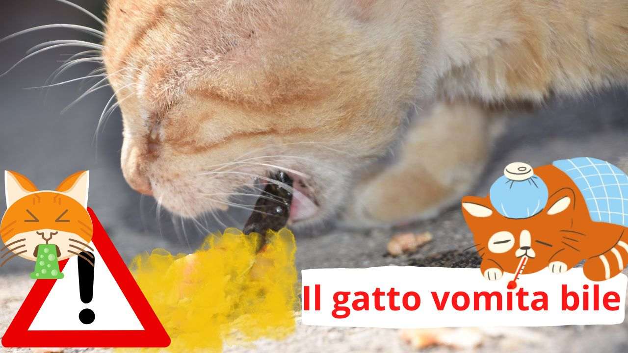 il mio gatto non mangia e vomita liquido giallo Stato fisico della materia main image 0