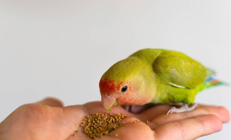 pappagallino sulla mano
