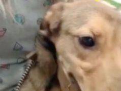 Il recupero del cucciolo Leleco (Facebook Amigos do Tobias - Amoreaquattrozampe.it)