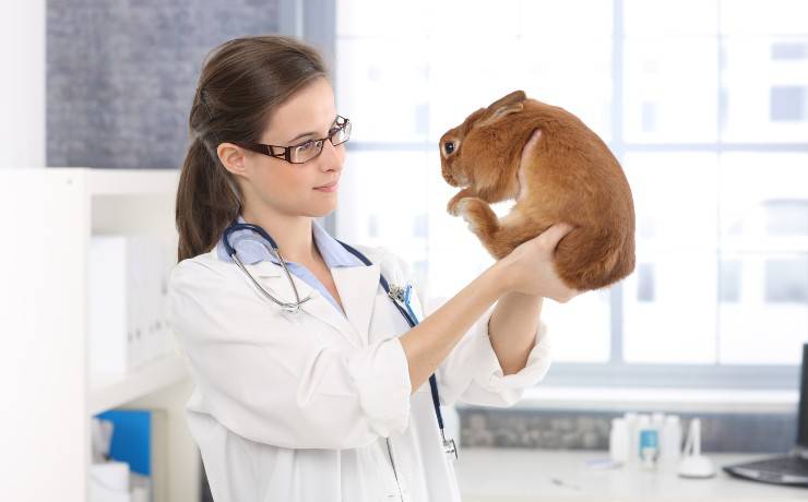 coniglio dal veterinario