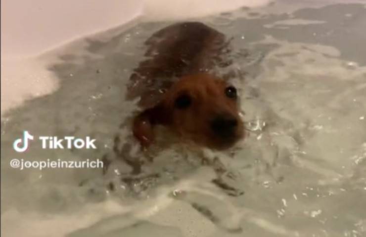 Joppie el cachorro en su primer baño